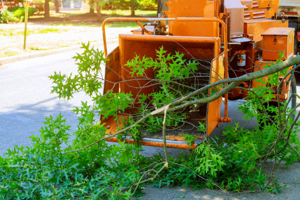 Best Large Tree Removal  in Harrisonburg, VA